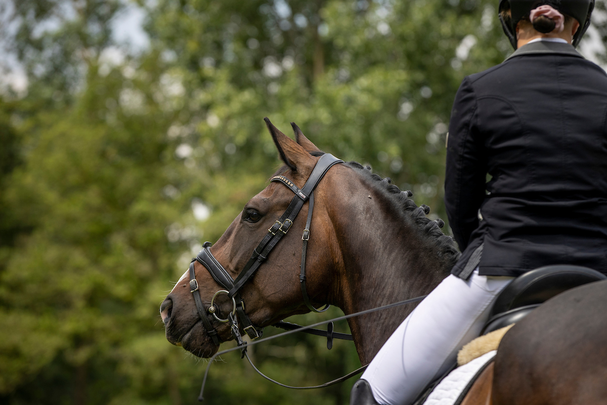 jonge paarden dressuur