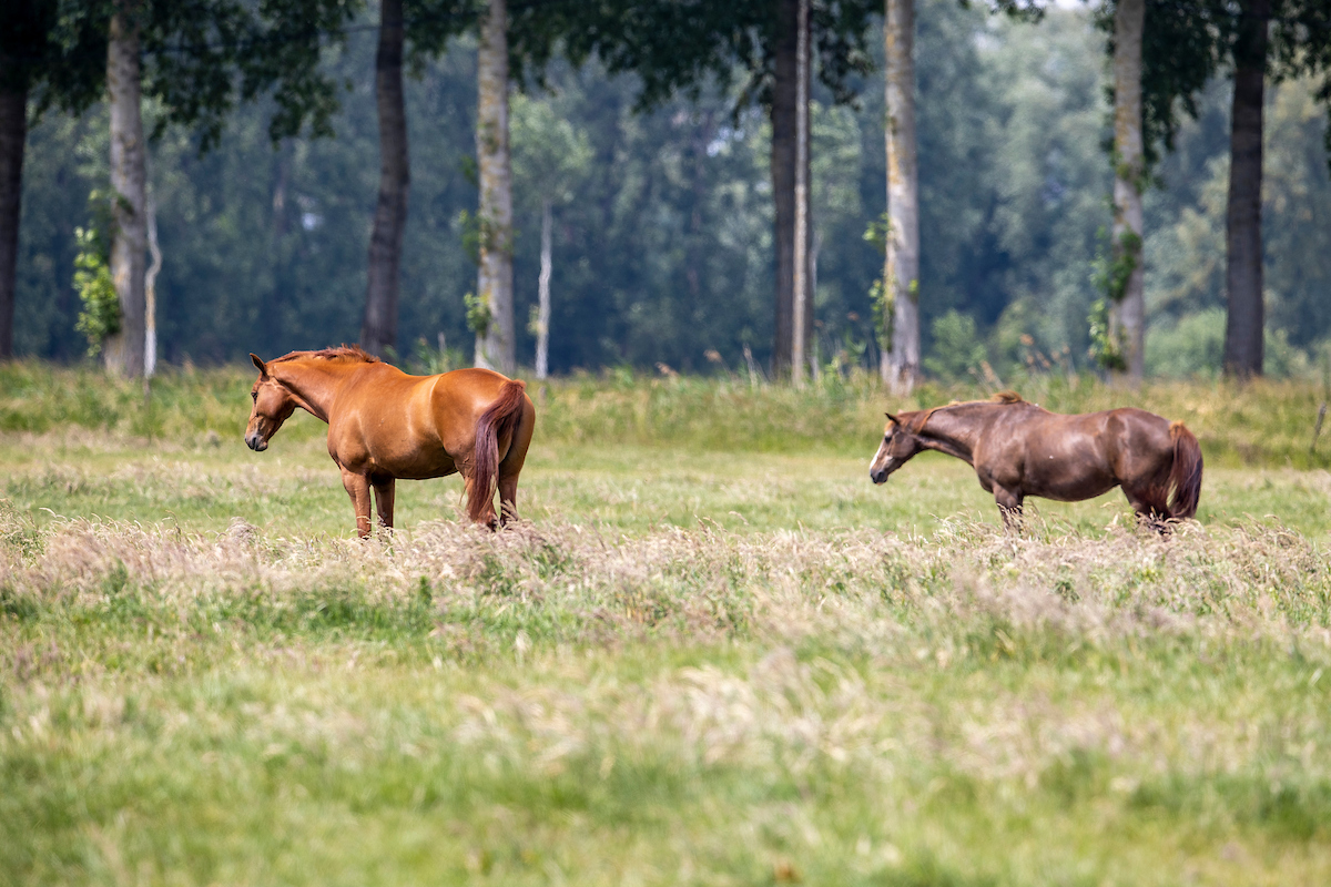 paarden weide