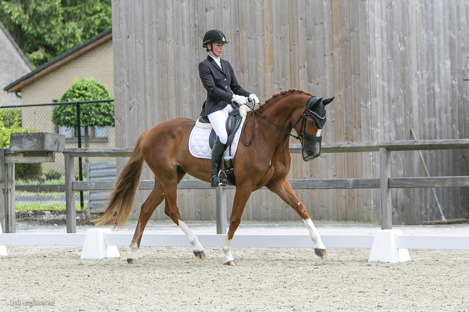 dressuur jonge paanden