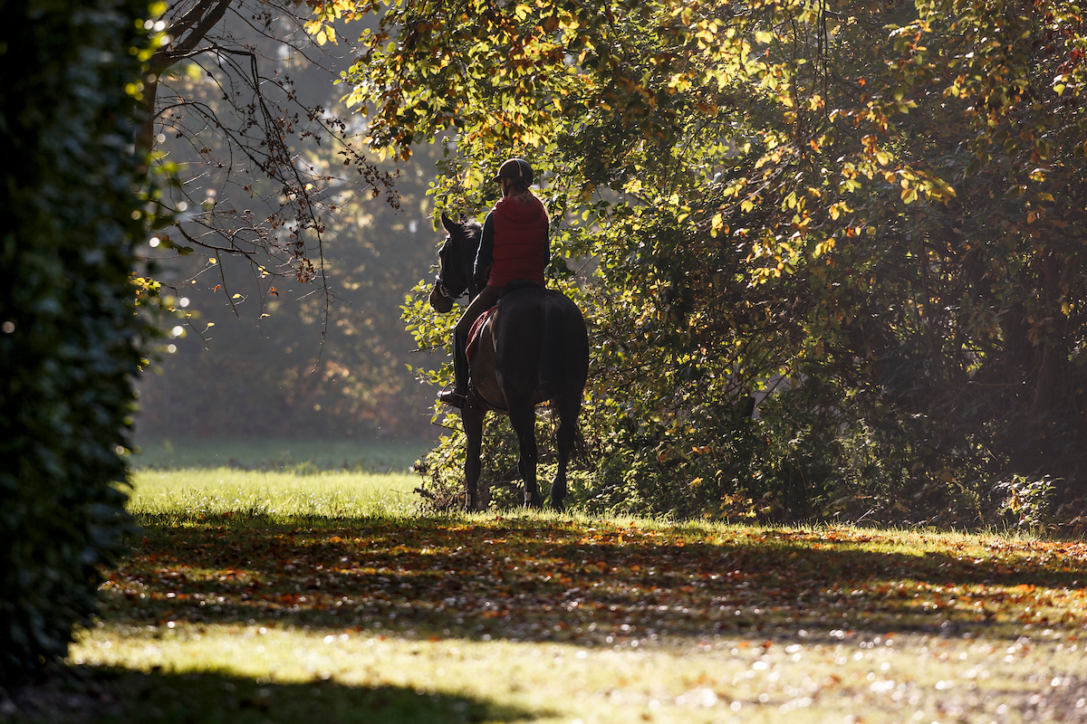 wandeling te paard