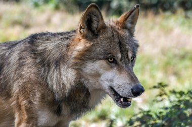 wolf