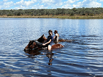 zwemmen met paarden