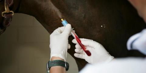Foto dierenarts bloed paard