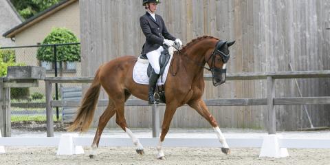 dressuur jonge paanden 