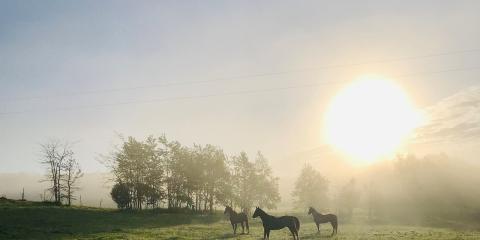 paarden bij zomerweer 