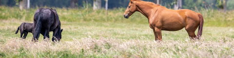 Paard in landschap LRV 