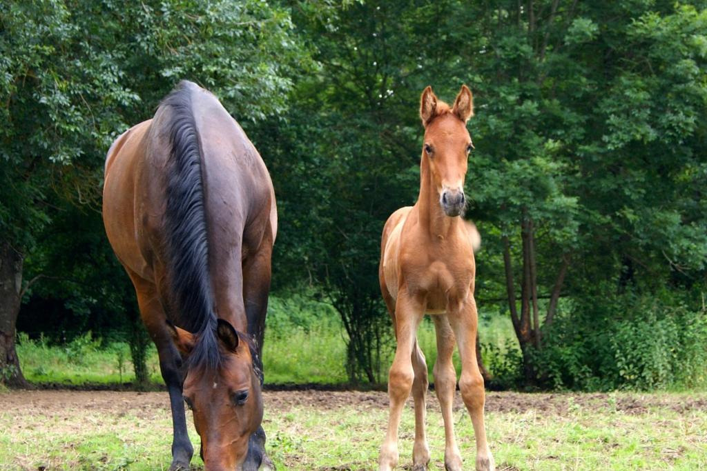 Merrie met Veulen