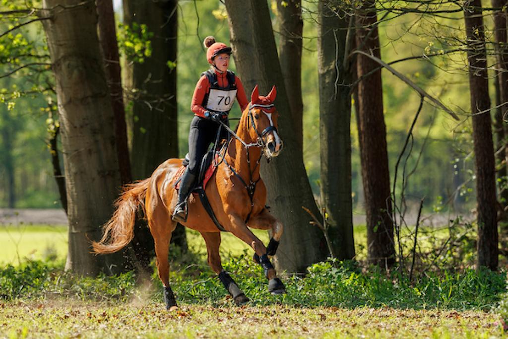 eventing paarden lille