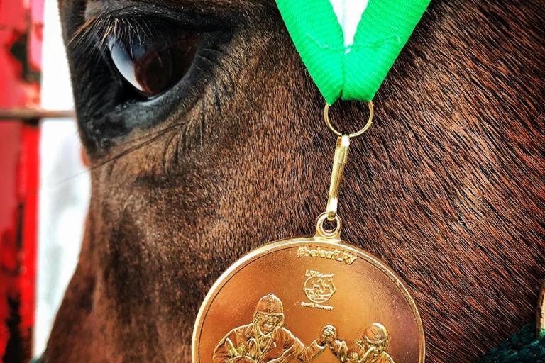 Paardenhoofd met medaille