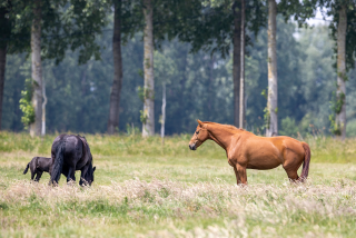 Paard in landschap LRV 