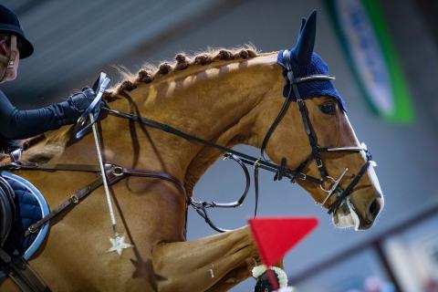 paard springt - close up