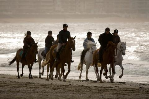Paarden op strand